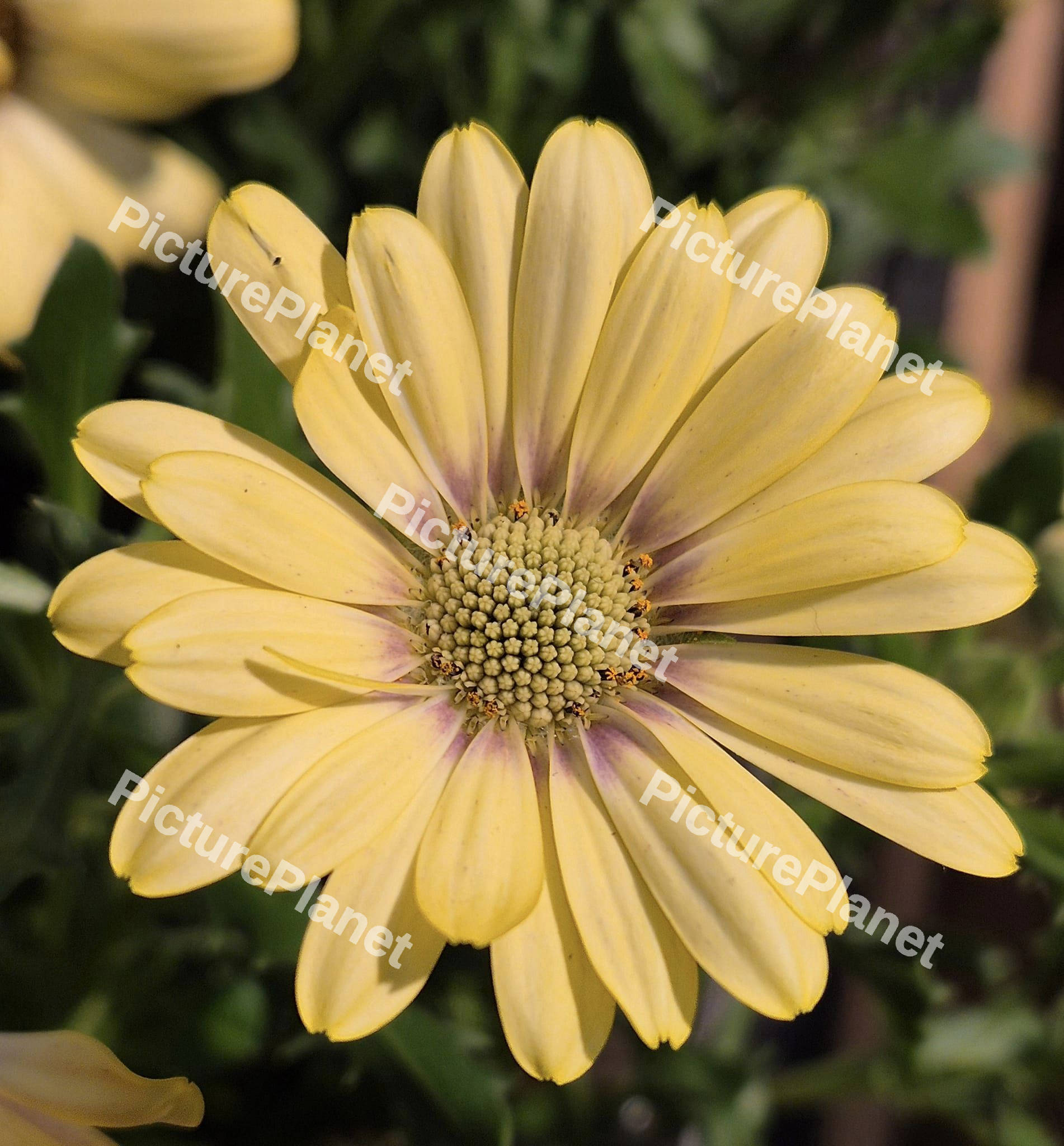 Yellow Daisy